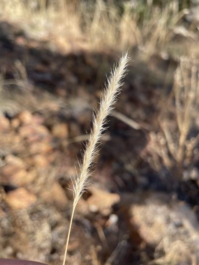 Muhlenbergia alopecuroides, photographed by Matt Berger