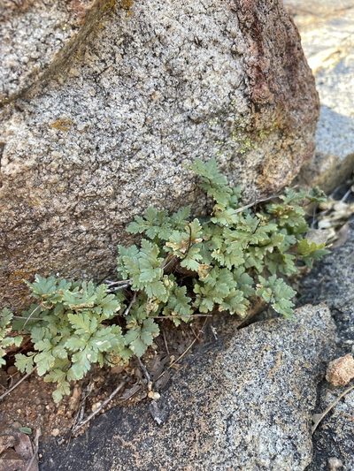 Myriopteris wrightii, photographed by Matt Berger