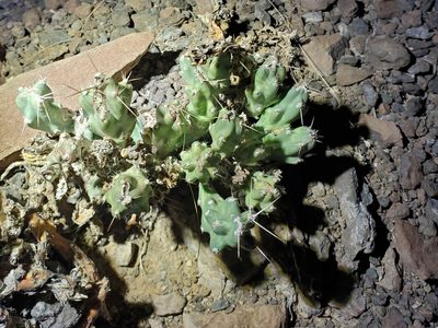 Grusonia aggeria, photographed by Tom Field