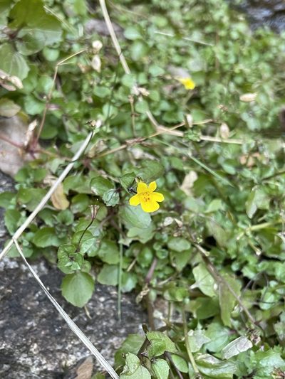 Erythranthe cordata, photographed by Matt Berger