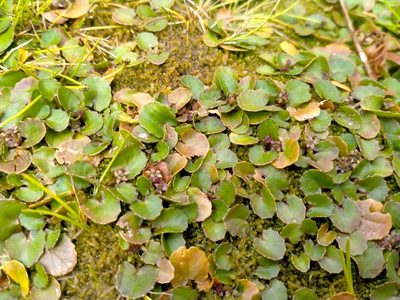 Centella uniflora, photographed by John Barkla