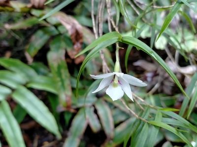 Dendrobium cunninghamii, photographed by John Barkla