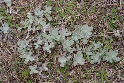 Stemodia lanata, photographed by Michelle W. （鍾偉瑋）