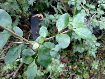 Coprosma colensoi, photographed by John Barkla