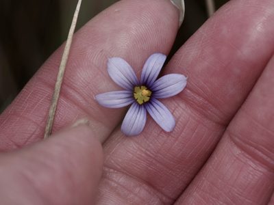 Sisyrinchium biforme, photographed by Michelle W. （鍾偉瑋）