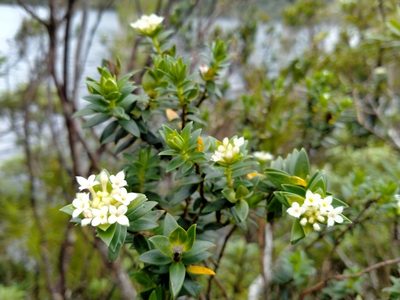 Pimelea gnidia, photographed by John Barkla