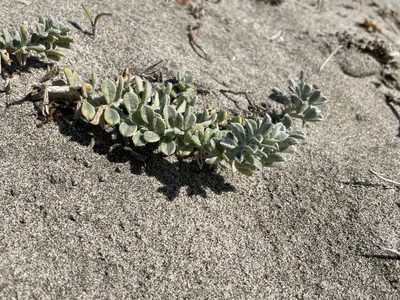 Lathyrus littoralis, photographed by Mike Heine