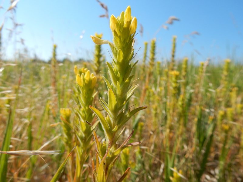 Orthocarpus luteus, photographed by Matt Lavin