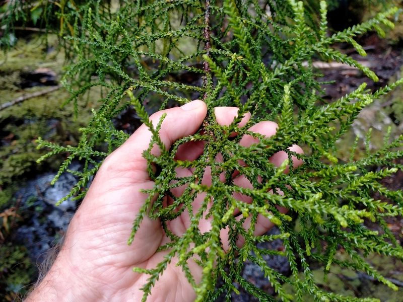 Lepidothamnus intermedius, photographed by John Barkla