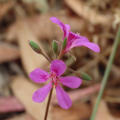 Pelargonium rodneyanum, photographed by Elspeth Swan