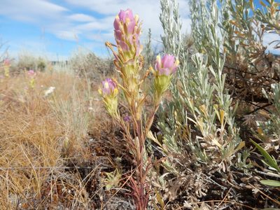 Orthocarpus tenuifolius, photographed by Matt Lavin