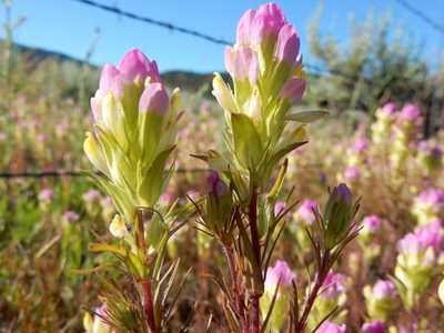 Orthocarpus tenuifolius, photographed by Matt Lavin
