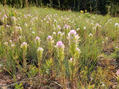 Orthocarpus tenuifolius, photographed by Matt Lavin