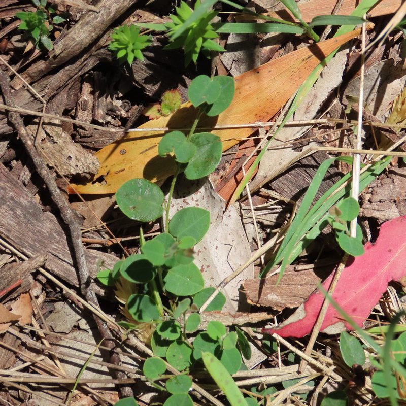 Bossiaea prostrata, photographed by Elspeth Swan