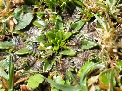 Plantago triandra, photographed by John Barkla