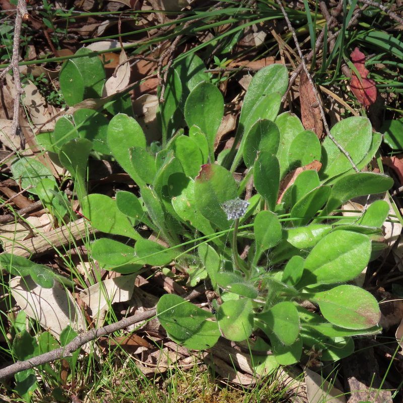 Brunonia australis, photographed by Elspeth Swan