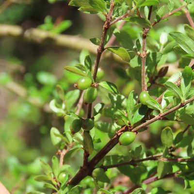 Coprosma quadrifida, photographed by Elspeth Swan