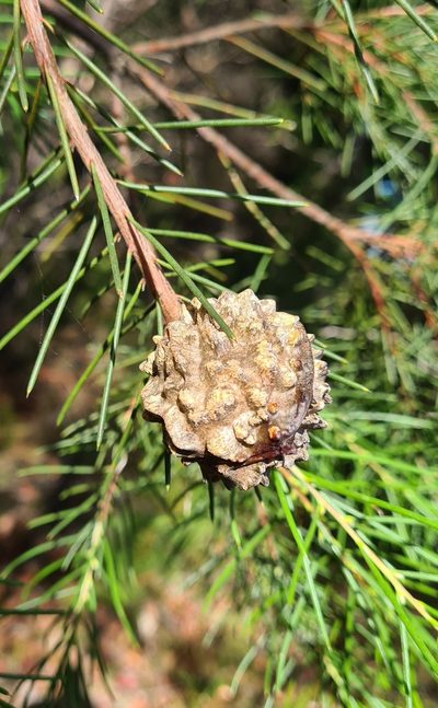 Hakea propinqua, photographed by Petra Holland