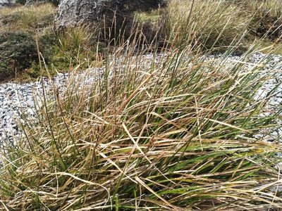 Carex appressa, photographed by John Barkla