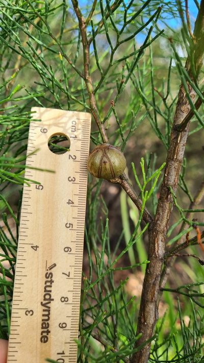Callitris muelleri, photographed by Petra Holland