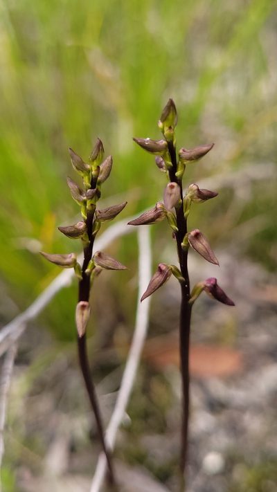 Genoplesium simulans, photographed by Eamonn Culhane