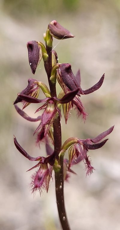 Genoplesium simulans, photographed by Eamonn Culhane