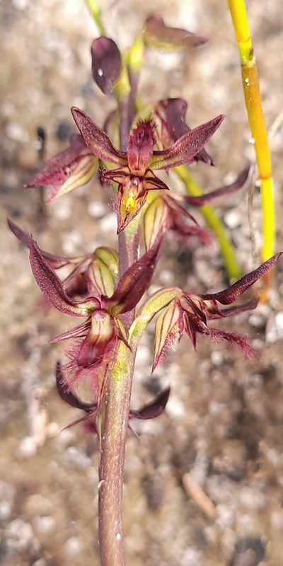 Genoplesium simulans, photographed by Eamonn Culhane
