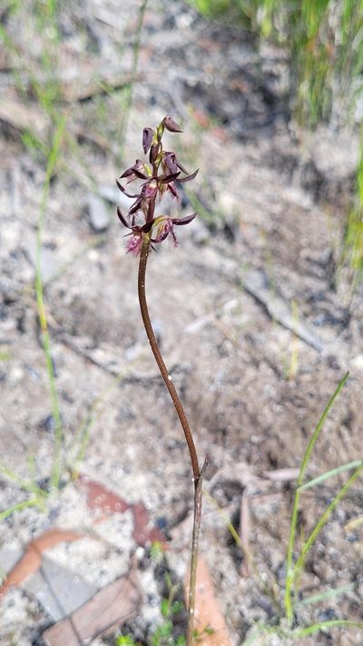 Genoplesium simulans, photographed by Eamonn Culhane