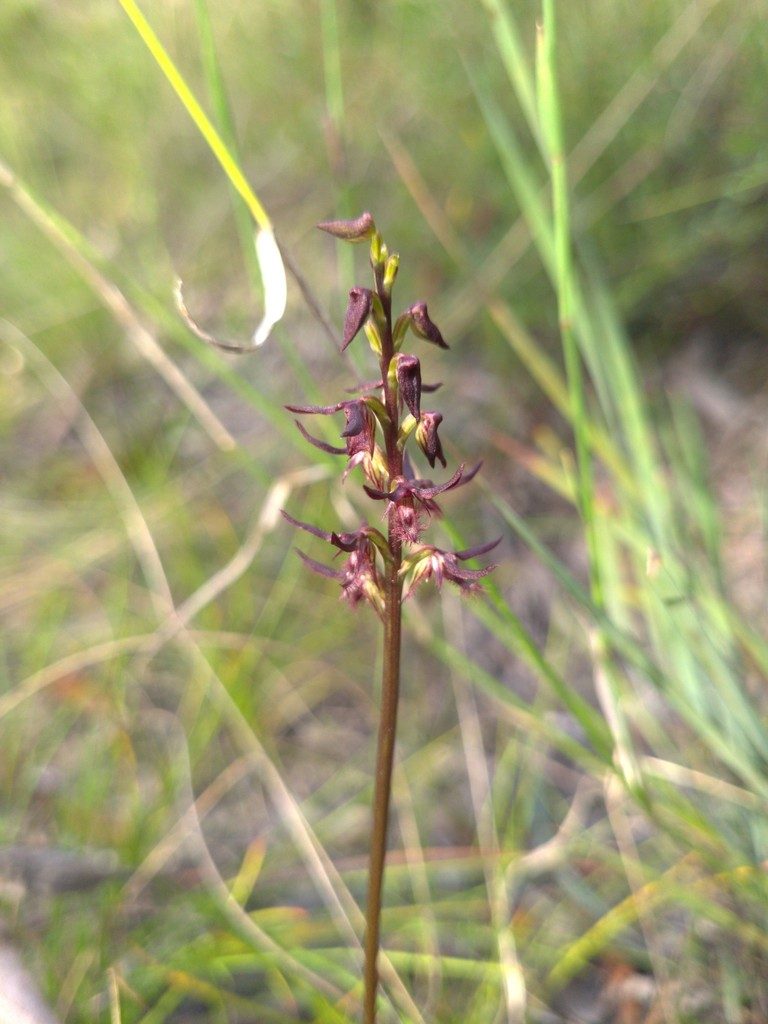 Genoplesium simulans, photographed by Eamonn Culhane
