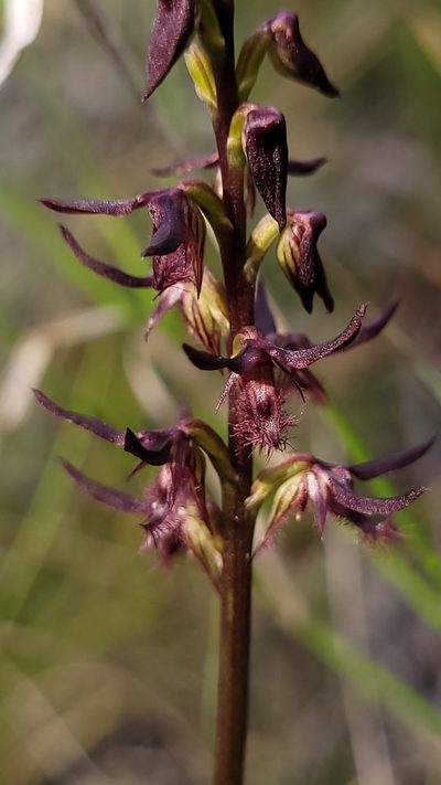 Genoplesium simulans, photographed by Eamonn Culhane