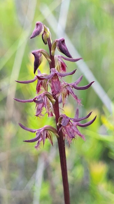 Genoplesium simulans, photographed by Eamonn Culhane