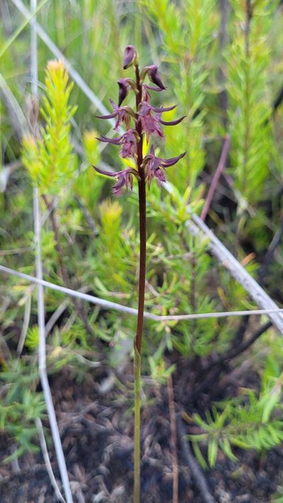 Genoplesium simulans, photographed by Eamonn Culhane