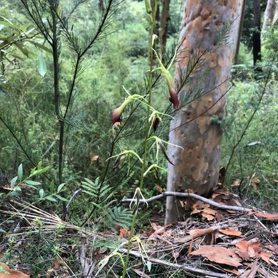Cryptostylis subulata, photographed by neilfws