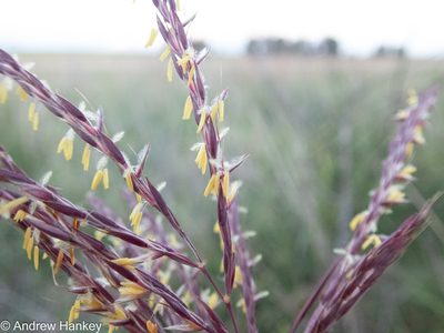 Andropogon appendiculatus, photographed by Andrew Hankey