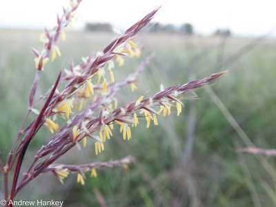 Andropogon appendiculatus, photographed by Andrew Hankey