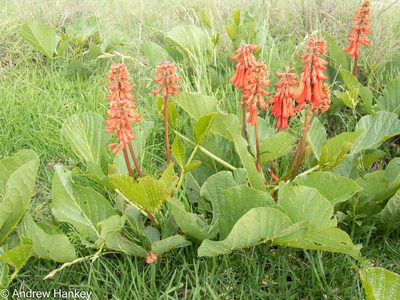 Erythrina zeyheri, photographed by Andrew Hankey