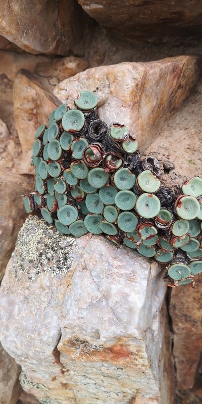 Conophytum crateriforme, photographed by leandra-k_89