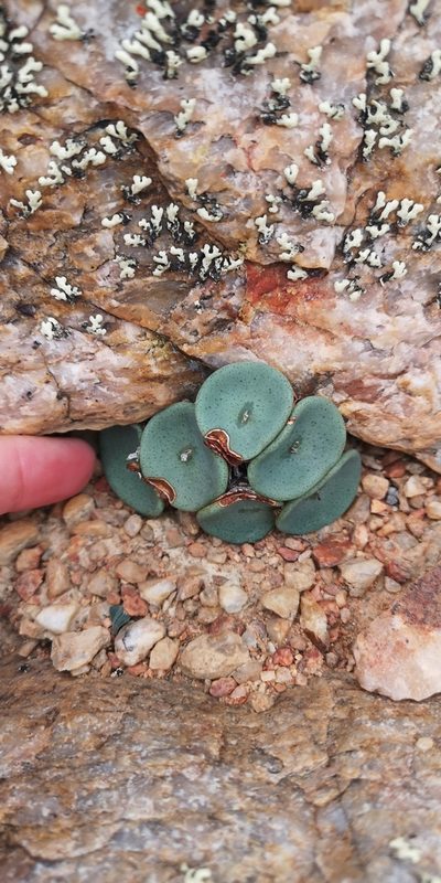 Conophytum crateriforme, photographed by leandra-k_89
