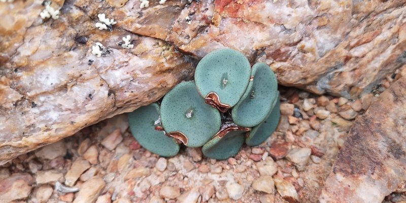 Conophytum crateriforme, photographed by leandra-k_89
