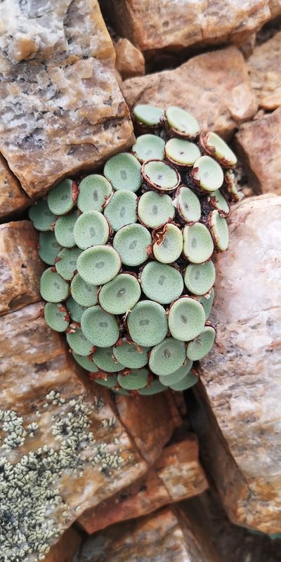 Conophytum crateriforme, photographed by leandra-k_89