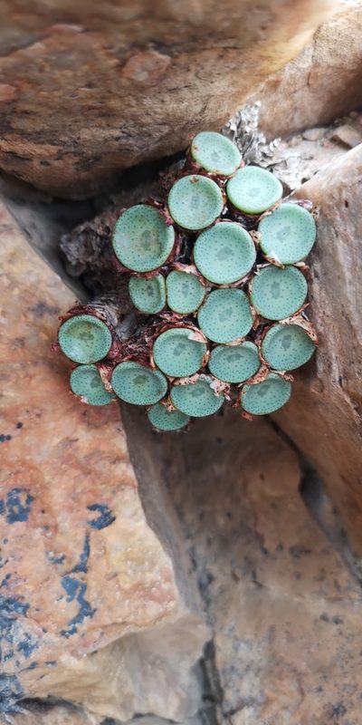 Conophytum crateriforme, photographed by leandra-k_89