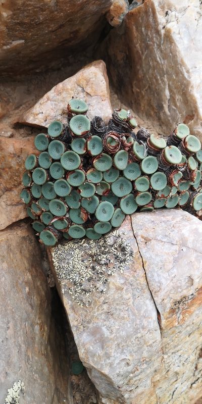 Conophytum crateriforme, photographed by leandra-k_89