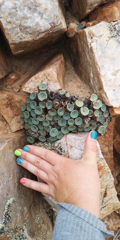 Conophytum crateriforme, photographed by leandra-k_89