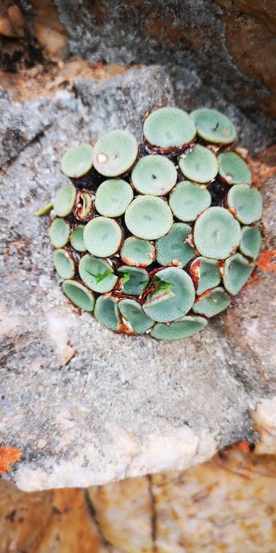 Conophytum crateriforme, photographed by leandra-k_89