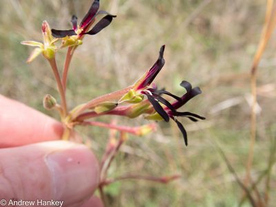 Pelargonium sidoides, photographed by Andrew Hankey