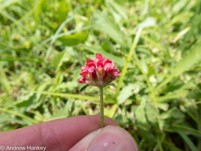 Trifolium africanum, photographed by Andrew Hankey