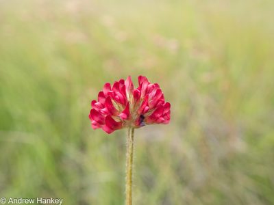 Trifolium africanum, photographed by Andrew Hankey