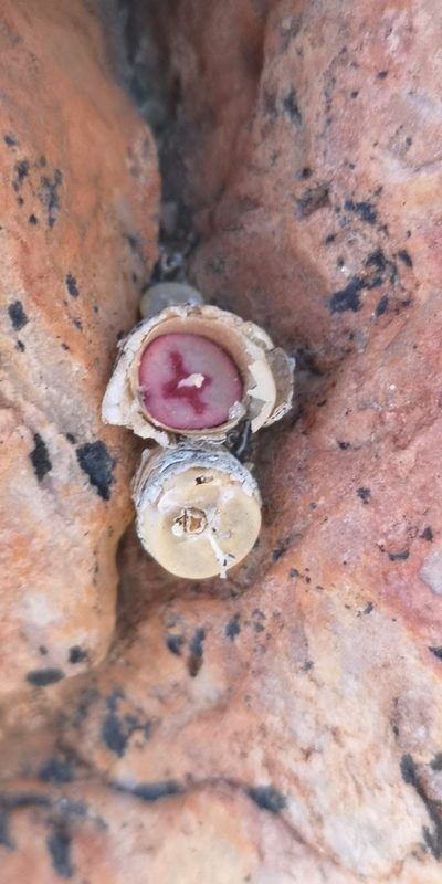 Conophytum chrisocruxum, photographed by leandra-k_89