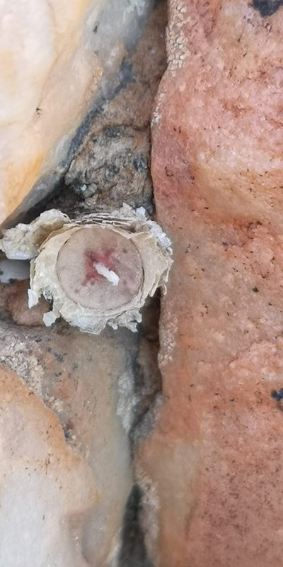 Conophytum chrisocruxum, photographed by leandra-k_89