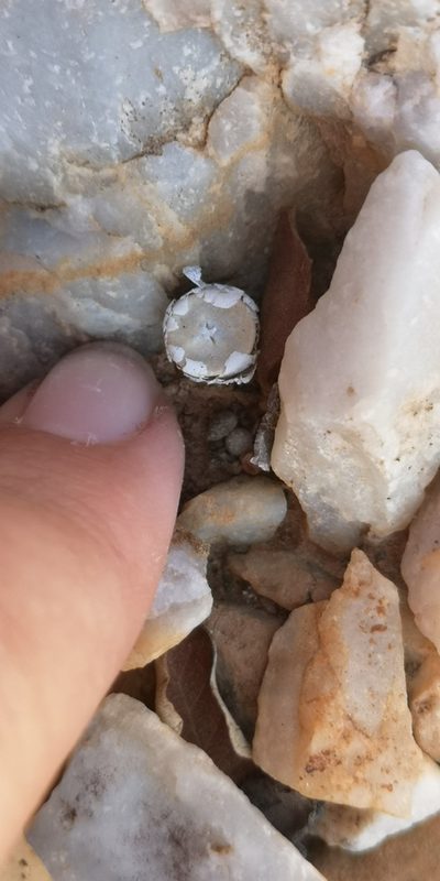 Conophytum chrisocruxum, photographed by leandra-k_89